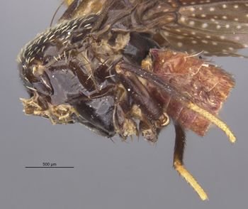Media type: image;   Entomology 10242 Aspect: habitus lateral view